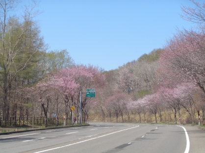 【精神科デイ・ナイトケア】お花見をしました！