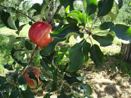 【精神科デイ・ナイトケア】9月の活動紹介「果物狩り」