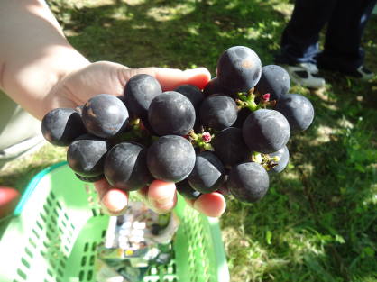 【精神科デイ・ナイトケア】♪果物狩りに行ってきました♪